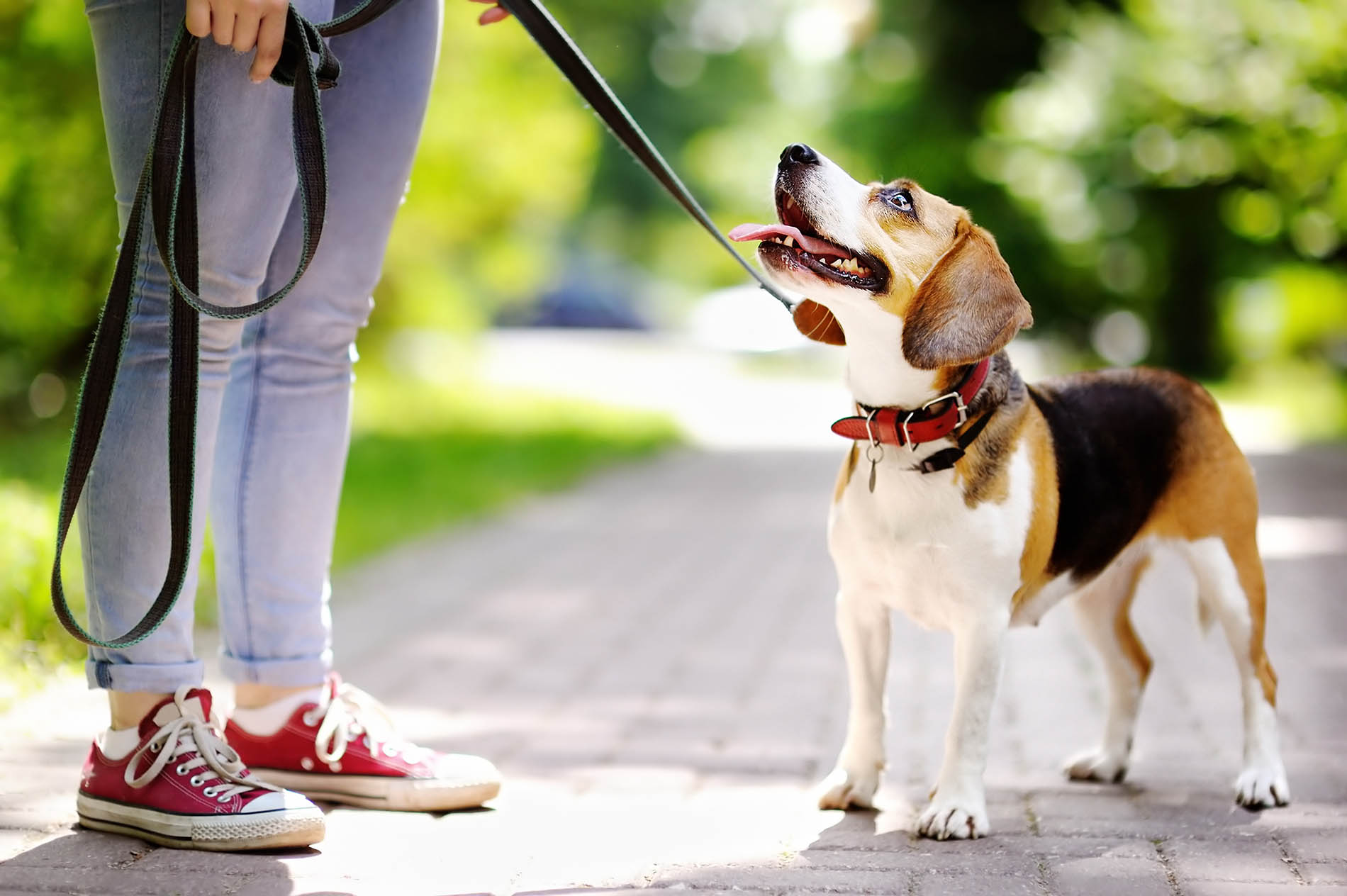 Beagle_leash